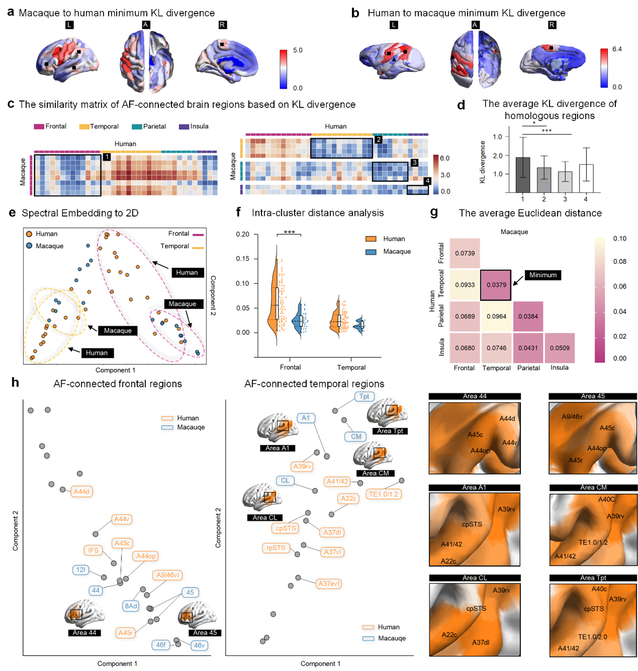 跨物种全脑弓状束连接组谱嵌入分析